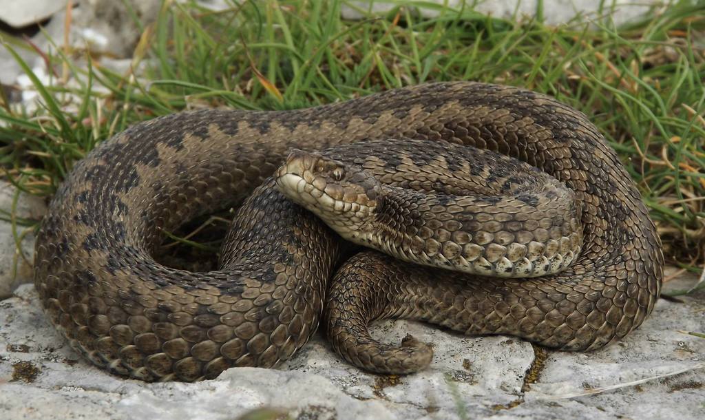 Vipera graeca (Ядовитые змеи ) · iNaturalist