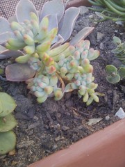 Sedum pachyphyllum