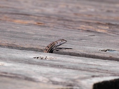 Psammodromus occidentalis