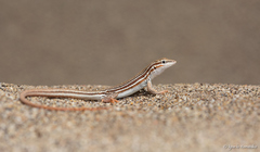 Longtail Whiptail photo 4