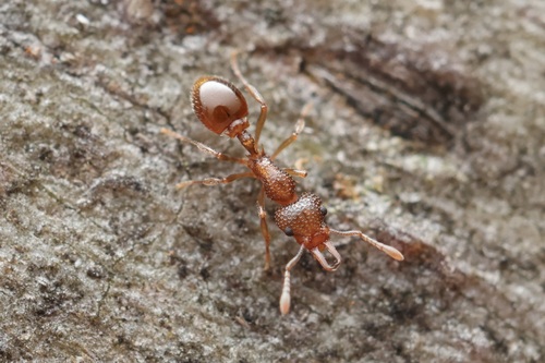 Epopostruma sowestensisEpopostruma sowestensis
