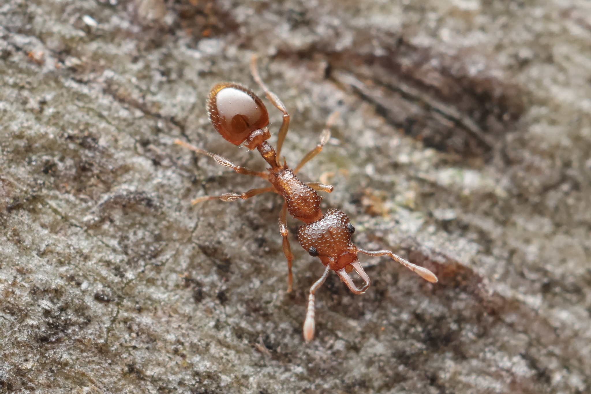 Epopostruma sowestensis