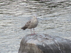 American Herring Gull