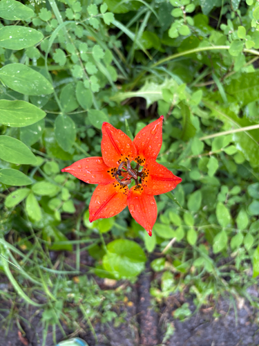 Wood Lily