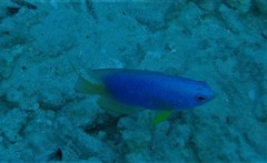 Pomacentrus caeruleus