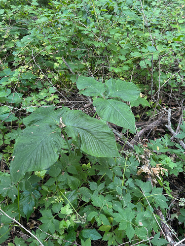Jack-in-the-Pulpit