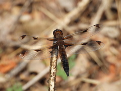 Libellula angelina
