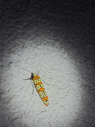 Ailanthus Webworm Moth