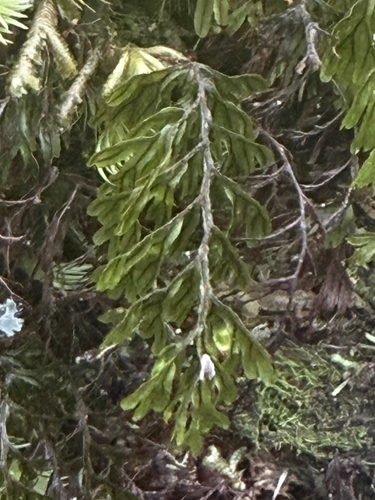 Hymenophyllum lanceolatum observed 2026-06-26