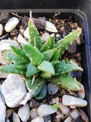 Aloe humilis