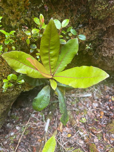 Myrsine lessertiana observed 2026-06-26