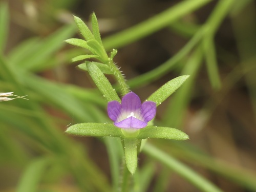 Githopsis specularioides, photograph 3