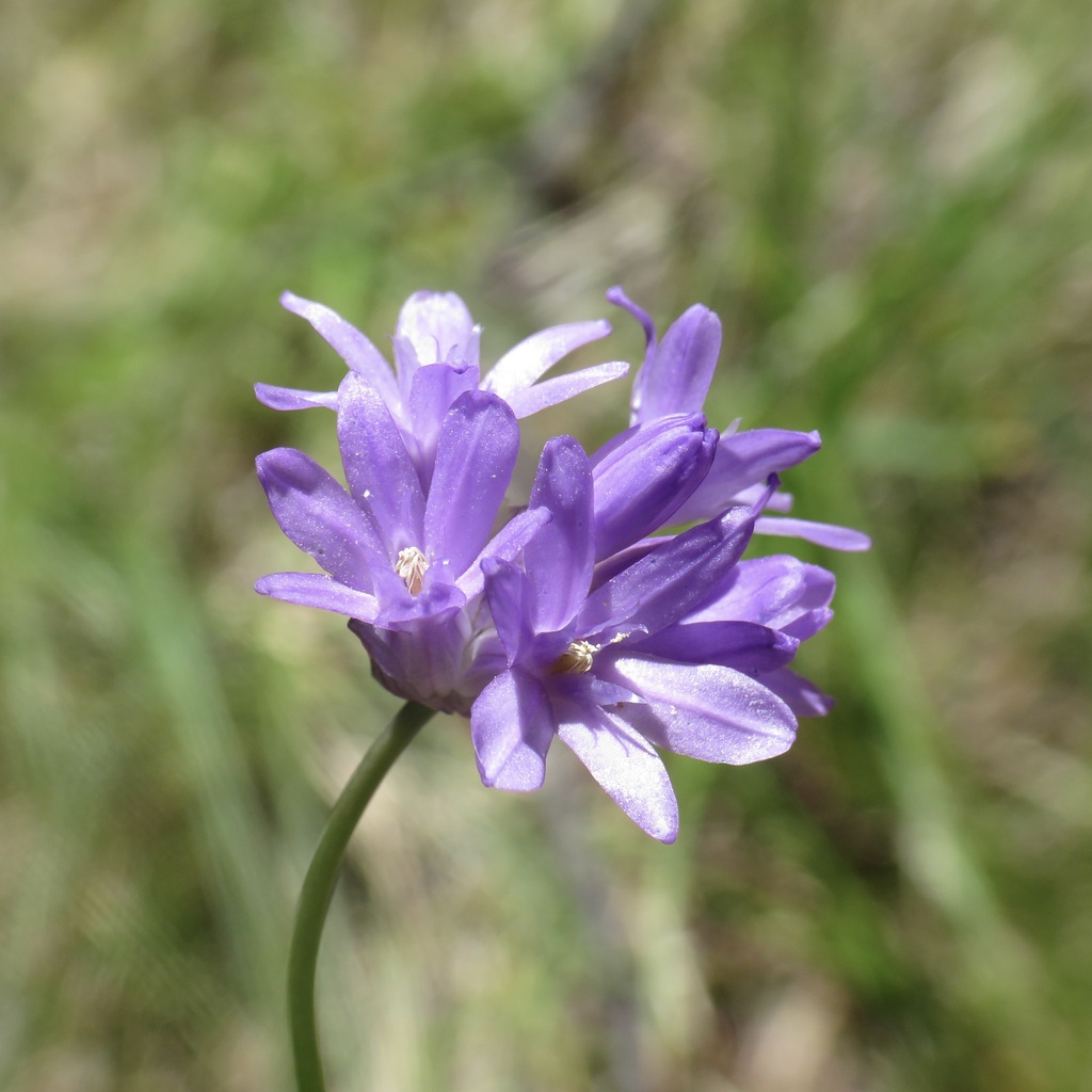 Dichelostemma congestum; photograph (c) jonsense, some rights reserved (CC BY)