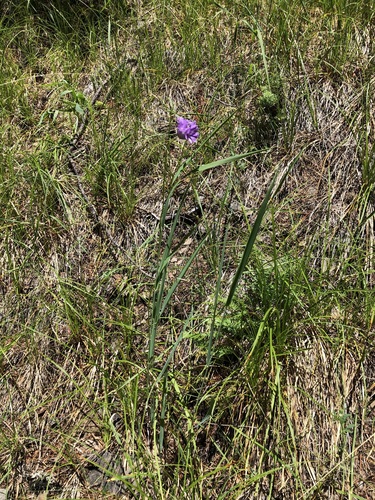 Dichelostemma congestum, photograph 2