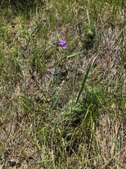 (c) jonsense, some rights reserved (CC BY) Dichelostemma congestum, photograph (c) jonsense, some rights reserved (CC BY)
