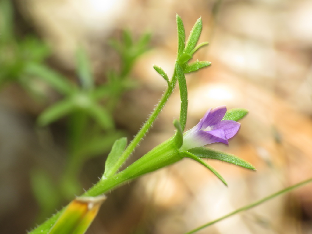 Githopsis specularioides; photograph (c) jonsense, some rights reserved (CC BY)