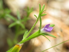 Githopsis specularioides