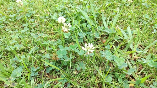 white clover