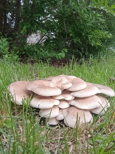 Oyster Mushroom
