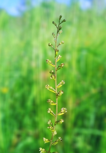 Common Twayblade