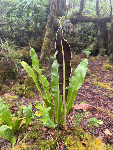 Elaphoglossum crassicaule observed 2026-06-26