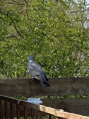 Columba palumbus