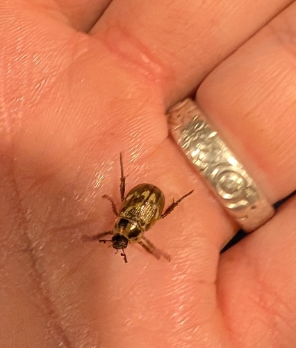 Oriental Beetle