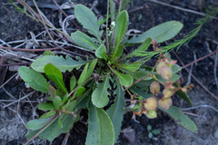 Goodenia caroliniana