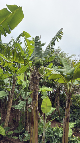 Musa paradisiaca observed 2026-06-08