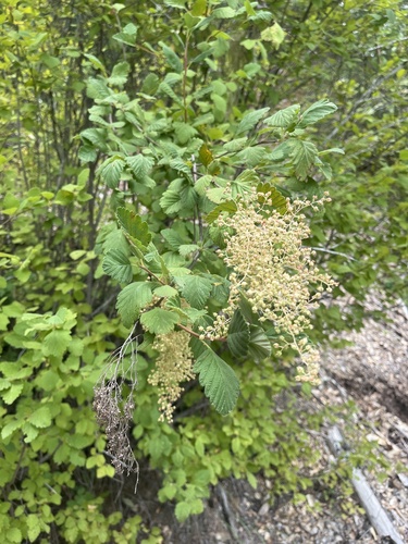 iNaturalist observation photo of Ocean spray