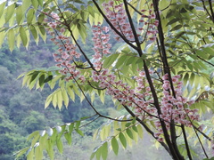 Bretschneidera sinensis