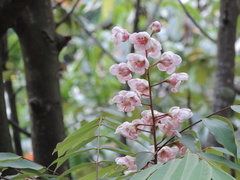 Bretschneidera sinensis