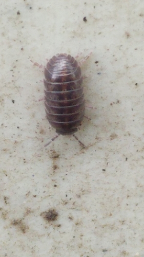 Common Pill Woodlouse