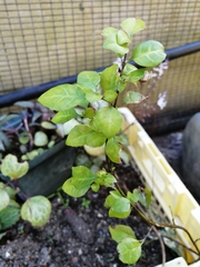 Sclerochiton harveyanus