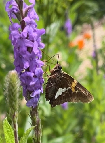 Silver-spotted Skipper