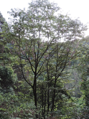Bretschneidera sinensis iNat (2)