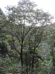 Bretschneidera sinensis