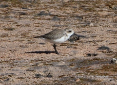 Charadrius alticola