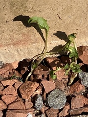 Taraxacum officinale