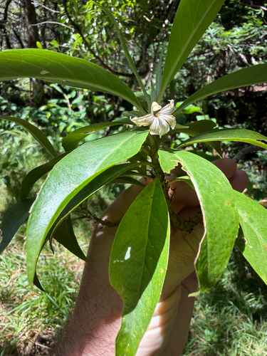 Scaevola procera observed 2026-06-27