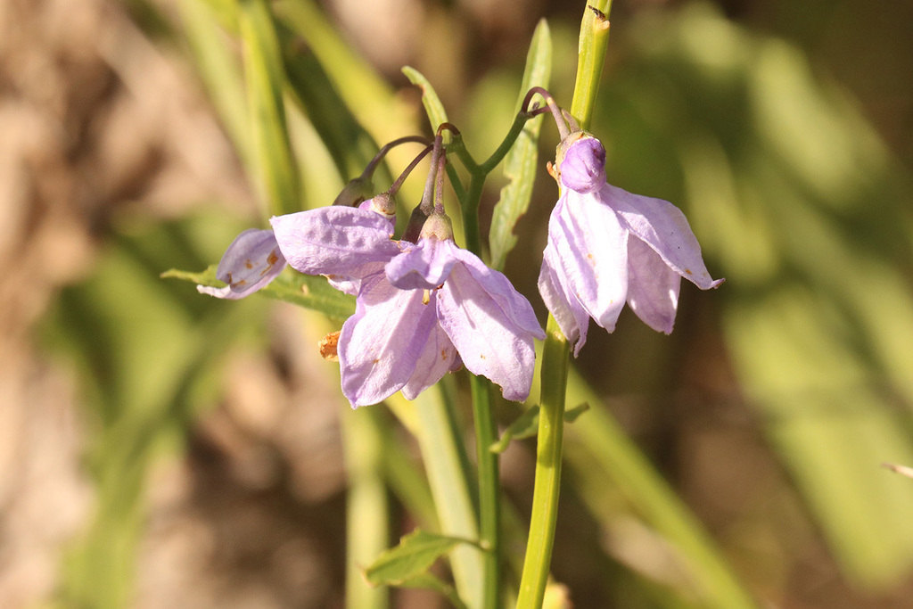 Solanum amygdalifolium; photograph (c) Holger Braun, some rights reserved (CC BY)