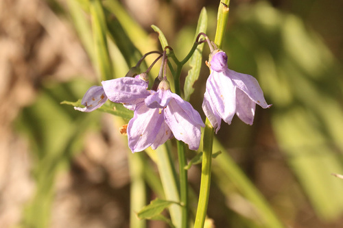Solanum amygdalifolium