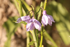 Solanum amygdalifolium