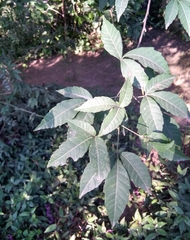 Allophylus edulis