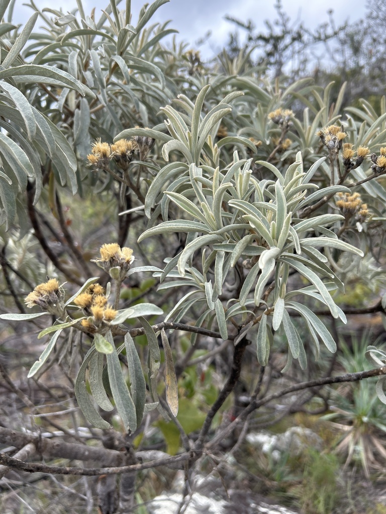 Eremanthus veadeiroensis