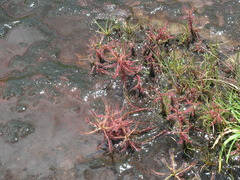 Drosera indica