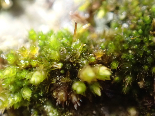 Geheebia tophacea observed 2026-06-28