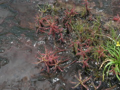Drosera indica