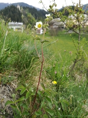 Drymocallis rupestris