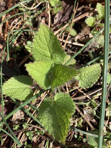 Another photo of Hedge woundwort